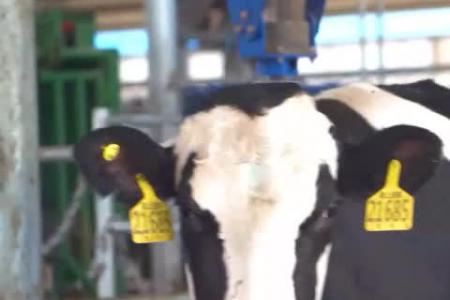 斯维垦电动牛体刷提高奶牛福利