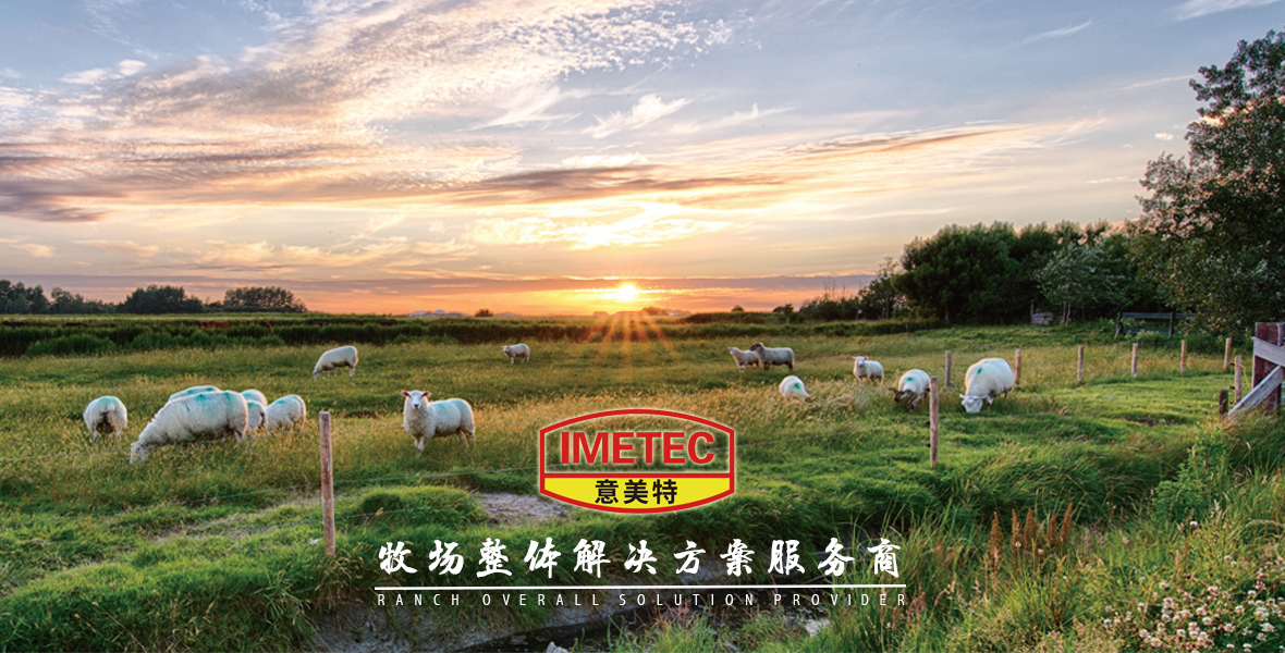 2021年金银花的价格是多少